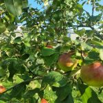 Wann Bäume gespritzt werden müssen, um wurmstichige Äpfel zu vermeiden: Zeitplan für den Schutz der Obstanlagen nach Entwicklungsphasen