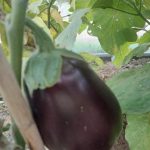 Warum Auberginensetzlinge plötzlich fallen: eine stille Panik auf der Fensterbank, die nicht durch eine Krankheit verursacht wird