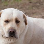 Warum dich ein alter Hund verfolgt: Altersangst und das Finden eines Haltes