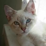 Warum die Katze Sie im Morgengrauen weckt: kein Hunger, sondern eine Krise der Regierungsführung