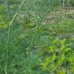 Warum Dill auch bei perfektem Wetter nicht sprießt: eine Sabotage der Natur, die man umgehen kann