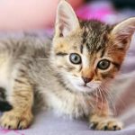 Warum eine Katze auf ihren Füßen schläft: Temperaturberechnung und soziale Grenzen