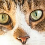 Warum eine Katze dich als Beute tragen würde: ein Liebesritual und das Versprechen der Apokalypse