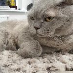 Warum eine Katze Schnurrhaare an den Pfoten braucht: ein verstecktes Navigationssystem, über das selten gesprochen wird