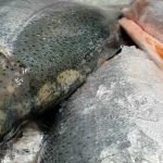 Warum Fische Zitrone vor Salz brauchen: Wie die Säure den Weg für Kristalle ebnet