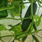 Warum Gurken Milch und Jod brauchen: der seltsame Cocktail, der besser heilt als Chemie