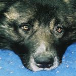 Warum Hunde in der Stadt die Welt mit der Nase sehen: sensorisches Überleben inmitten des Asphalts