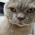 Warum Ihre Katze Sie mit ihren Pfoten streichelt: ein Ritual, das von der Kindheit zur Vertrauenssprache geworden ist