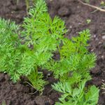 Warum Karotten im Schnee säen: ein Winterspiel, das wertvolle Zeit im Frühling spart