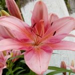 Warum Lilien gelb werden und ihre Knospen abwerfen: der versteckte Angriff, den man nicht sehen kann