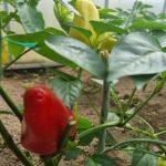 Warum Paprikablätter violett werden: ein Notsignal, das mit einem Sortenmerkmal verwechselt wird