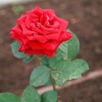 Warum Rosen nicht mehr duften: Wie die Selektion auf Schönheit die Seele der Blumen gestohlen hat