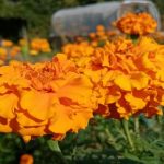 Warum Samt und Knoblauch besser funktionieren als Chemie: Das Geheimnis der Nachbarschaftspflanzen im Gemüsegarten