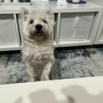 Warum sich ein Hund vor dem Schlafengehen wälzt: ein von Wölfen geerbtes Ritual