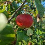 Was passiert, wenn ein Apfelbaum zehn Jahre lang nicht beschnitten wird: die Kunst, die Krone ohne Angst zu formen