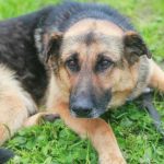 Was passiert, wenn ein Hund ohne Regeln lebt: warum er unbedingt einen Führer braucht