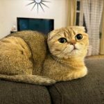 Was passiert, wenn eine Katze nur mit Trockenfutter gefüttert wird: der Mythos von Feuchtigkeit und angegriffenen Nieren