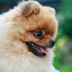 Was passiert, wenn Ihr Hund beim Spaziergang nie schnüffelt: sensorischer Entzug für Ihr wichtigstes Organ