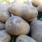 Was passiert, wenn man das Kartoffelkraut zu früh schneidet: Stille Panik in der Unterwelt