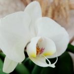 Was passiert, wenn man eine Orchidee mit Eis gießt: der Modetrend, der langsam die Tropicana ruiniert