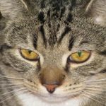 Was passiert, wenn man einer Katze die Krallen schneidet: eine Operation, keine Maniküre