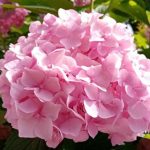 Was passiert, wenn man Hortensien nicht überwintert: Wie Kälte die zukünftige Blüte beeinflusst