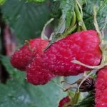 Was passiert, wenn man seine Himbeeren nicht umgürtet: ein Chaos, bei dem die Ernte sowohl ihr Aussehen als auch ihren Geschmack verliert