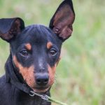 Was passiert, wenn man seinem Hund Tricks beibringt: Neuroplastizität und Glück bei schwierigen Aufgaben