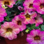 Was tun, wenn die Petunie nicht mehr blüht: Notfallwiederbelebung für Blumenfeuerwerke