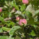 Wenn Apfelbäume nicht beschnitten, sondern gedreht werden müssen: ein vergessener Trick für faule Bäume