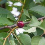 Wenn der Kirschbaum Kaugummi schreit“: Offene Wunden, die nicht mit Gartenlack abgedeckt werden sollten