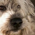 Wie alt ist ein Hund wirklich: Warum die 1:7-Formel ein gefährlicher Irrglaube ist