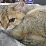 Wie eine Katze den Liebling der Familie wählt: die Alchemie von Temperament und Zeitplan