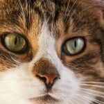 Wie eine Katze heilt: Wissenschaft und Mythen über den pelzigen Therapeuten