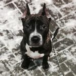 Wie Hunde ihre Spaziergänge timen: der geheime Chronometer im Körper Ihres Haustiers