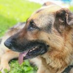 Wie man die Rutensprache eines Hundes versteht: Entschlüsselung widersprüchlicher Signale