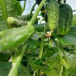 Wie man Gurken wässert, damit sie nicht bitter werden: einfache Geräte aus Gerümpel vom Lande