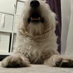 Wie man Hundefutter auswählt: Warum die Zusammensetzung nicht alles ist