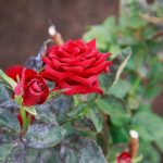 Wie man Kartoffelschalen in Gold für Rosen verwandelt: Küchenabfälle als bester Dünger