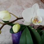 Wie viel Wasser man einer Orchidee geben muss, damit die Wurzeln nicht faulen: Mythen und Wahrheiten über das Leben in einer Glasvase